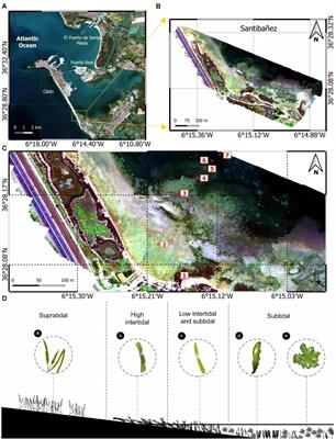 Using a UAV-Mounted Multispectral Camera for the Monitoring of Marine Macrophytes